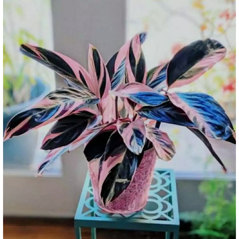 TANAMAN MARANTA BALI 3 COLOUR | CALATEA MARANTA BALI | COD | TANAMAN MURAH BAGUS