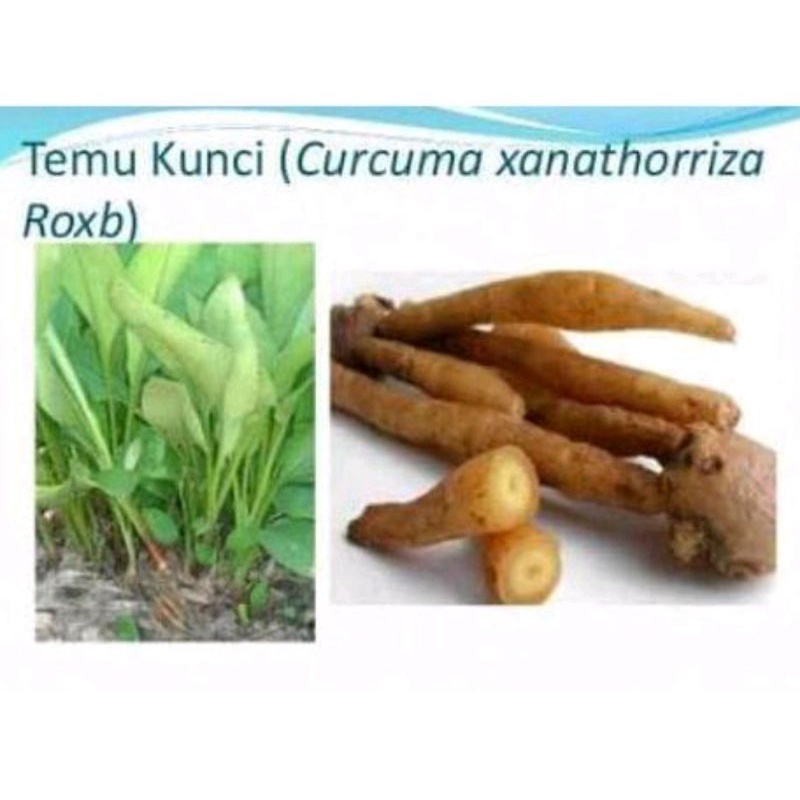 

temu kunci segar 1kg