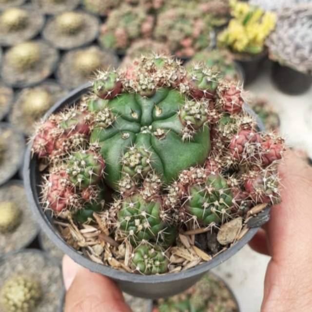 Gymno damsii