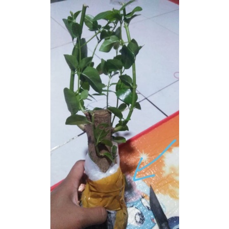 bahan bonsai sancang stek