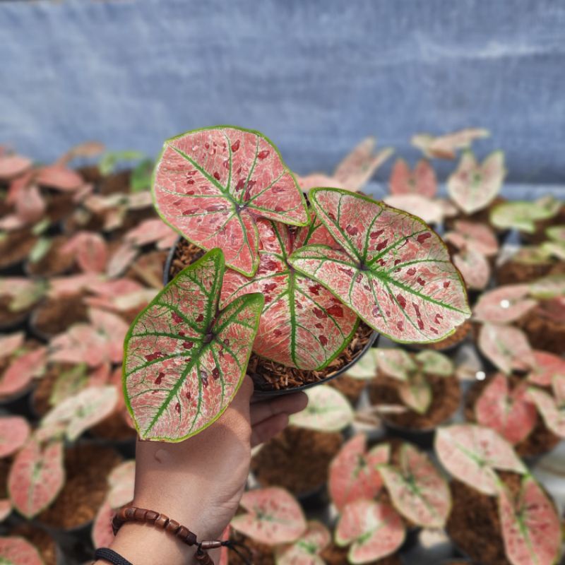 Keladi Wonderland | Caladium Wonderland Murah Terlaris | Keladi Hias Bibit Wonderland