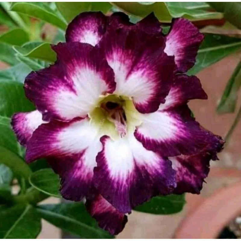 Pohon Kamboja Jepang Adenium Purple White Tanaman Bibit Bonsai Adenium / Kamboja Jepang