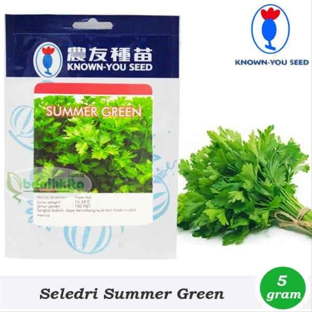 Benih-Bibit Seledri Summer Green Known You Seed Limited