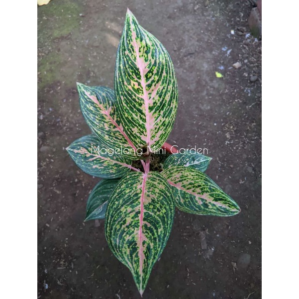 Aglonema jonthan 2000 / JT2000