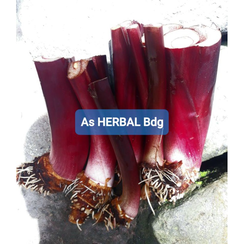 Bibit umbi talas wulung talas hitam 500 gram-az