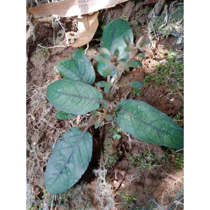 Tanaman Hias Paludarium