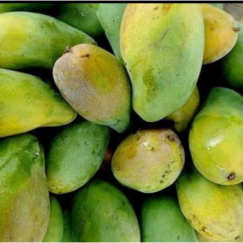 

Mangga Harum Manis matang pohon GRADE A TERMURAH perkilo