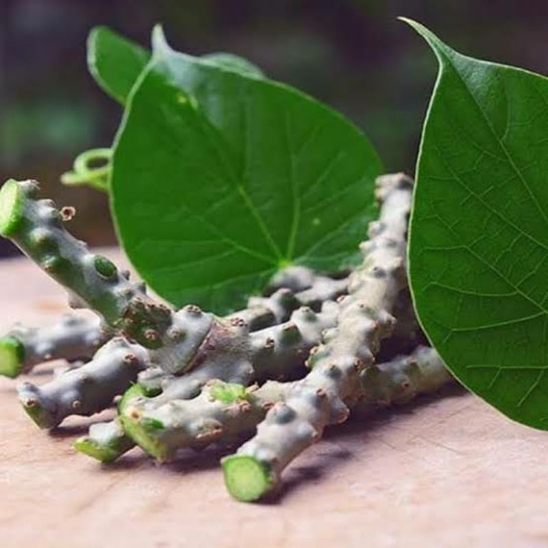 

Brotowali segar 500gr bratawali segar langsung di petik bisa di tanamkembali