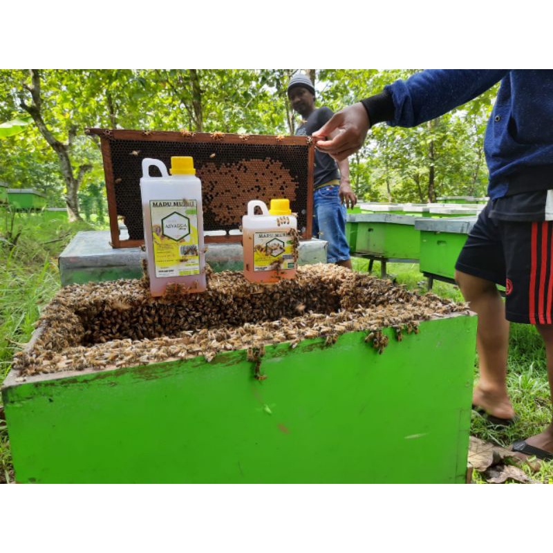 

Madu Murni Asli 1 kg Asyadda Honey Raw Honey | Madu Multiflora Super