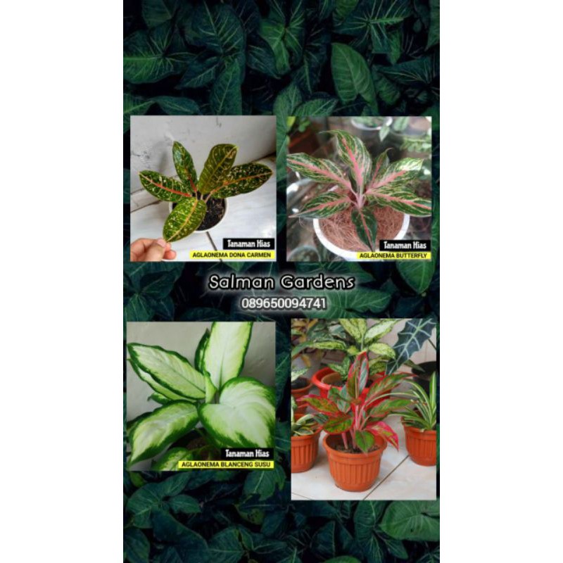 Paket 4 Tanaman Hias Aglonema - Tanaman hias aglonema - Paketan Aglonema