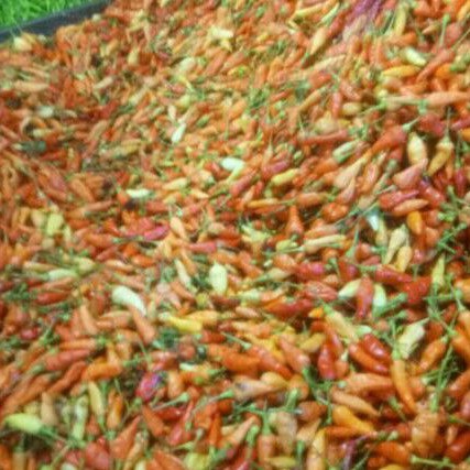 

Cabe rawit merah Super 500gr