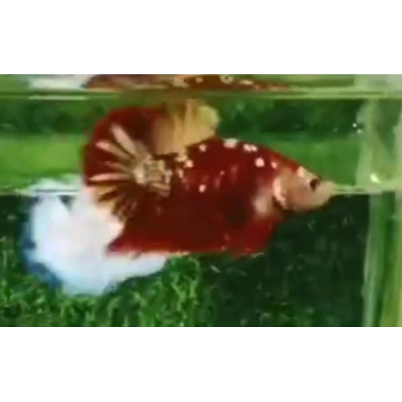 

Cupang