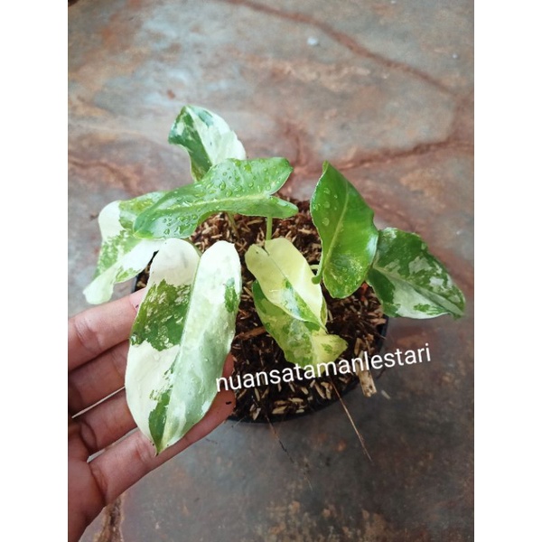 Tanaman Hias Burlemark varigata / brekele varigata / pohon burle marx varigata / Philo brekele varig