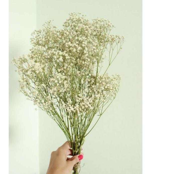 ○ BUNDLE Preserved Baby breath warna warni bunga kering asli baby's breath ✥