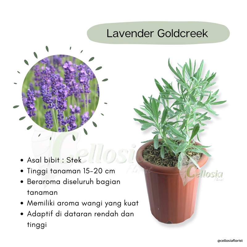 Tanaman Herbal Lavender Asli Gold Creek / Lavendula Angustifolia / English Lavender