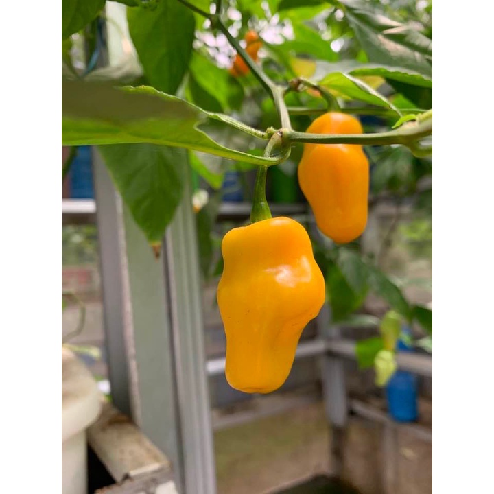 Benih Bibit Biji - Cabai Roxa Lantern Yellow Cabe Kuning Pepper Seeds