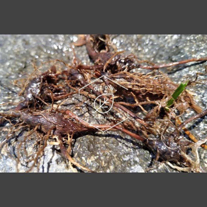 

Umbi Rumput Teki 500gram