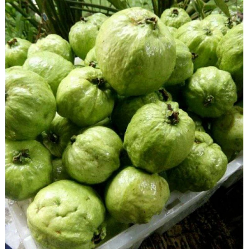 

Jambu Kristal Lokal 1KG