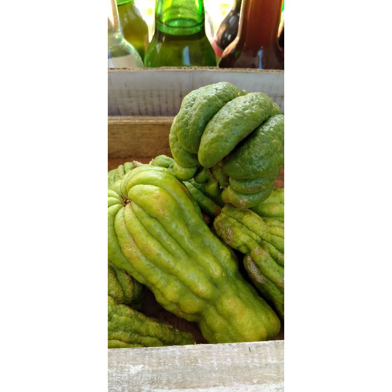 

Jeruk "KuKu Harimau Betina"/pcs No.COD