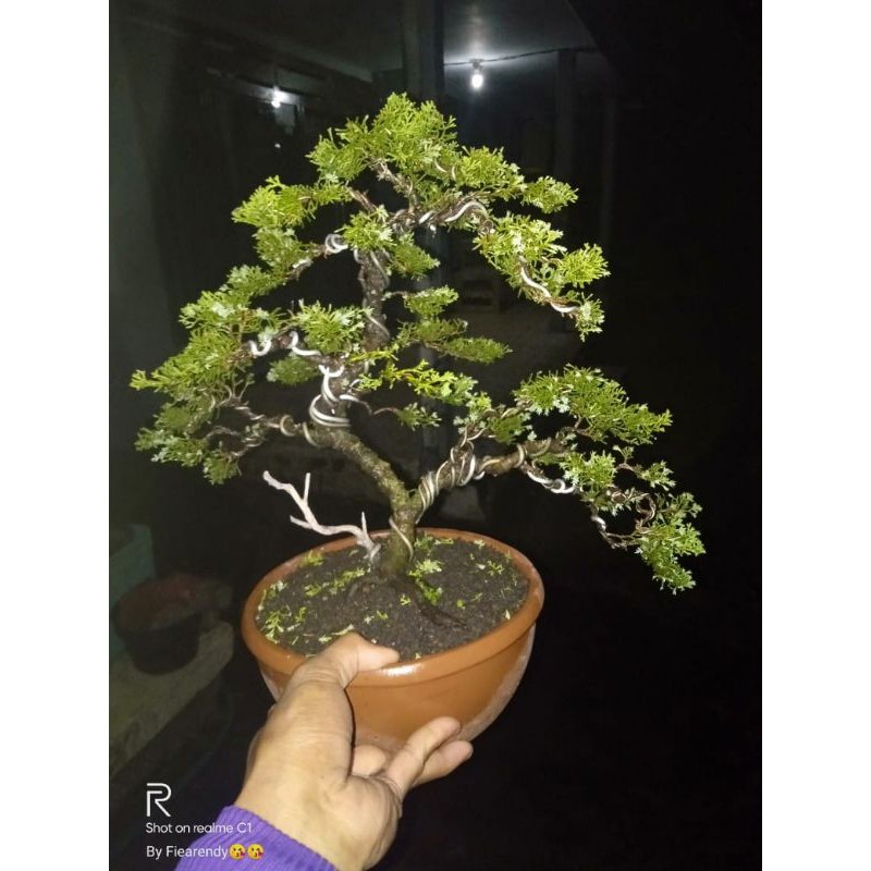 Tanaman hias bonsai cemara sargenti / juniperus sargentii