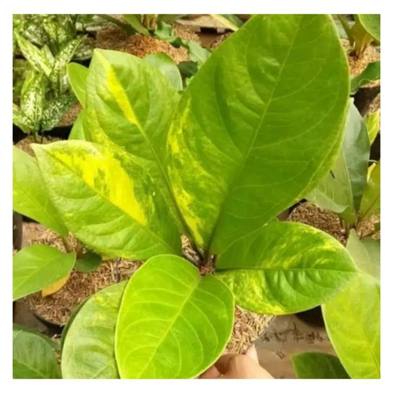 Tanaman Hias Anthurium Jemani Varigata Cobra