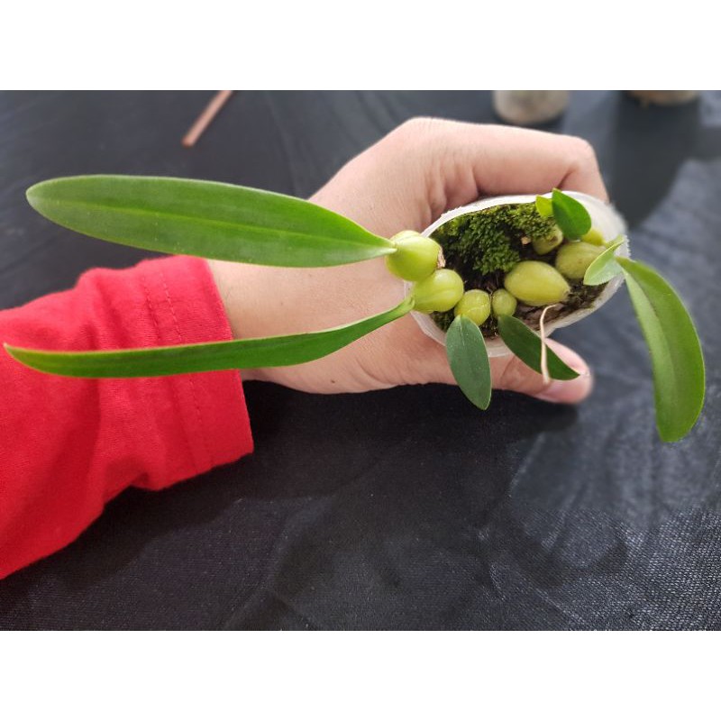 bulbophilum SP papua