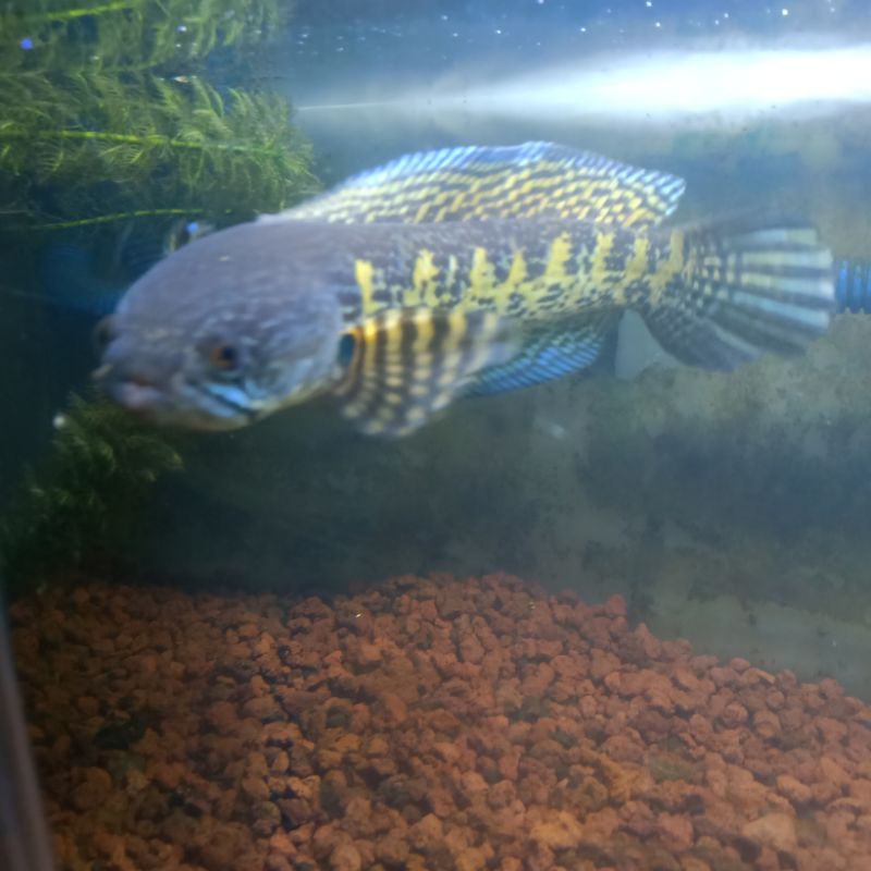 channa auranti size 16-18cm