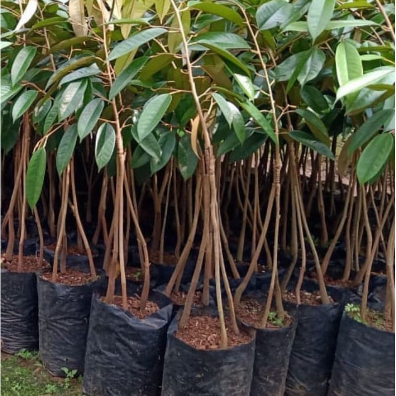 BIBIT DURIAN HITAM (  DURI HITAM ) KAKI 3