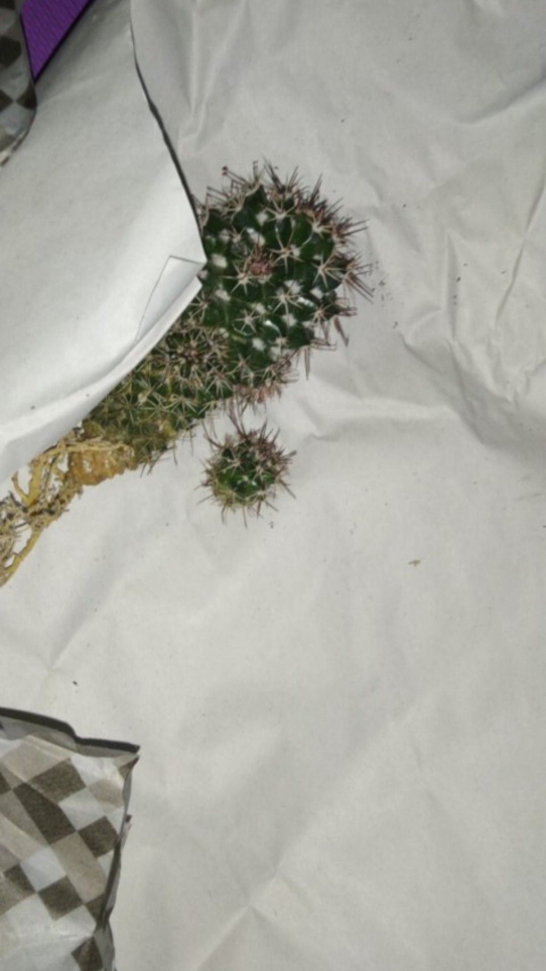 Kaktus Sukulen | 118. Mammillaria Backebergiana
