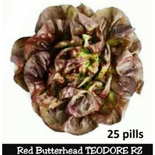 

Benih Selada/Latucce Merah/Red