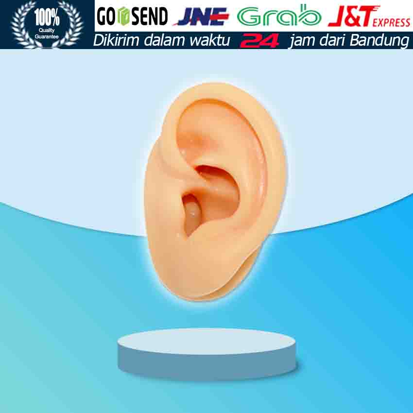 

Alat Bantu Mengajar Bahan Silikon Model Telinga Manusia 1: 1 Dapat Display Earphone/Perhiasan