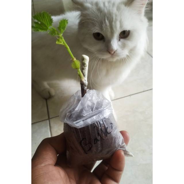 Bibit anggur import ownroot