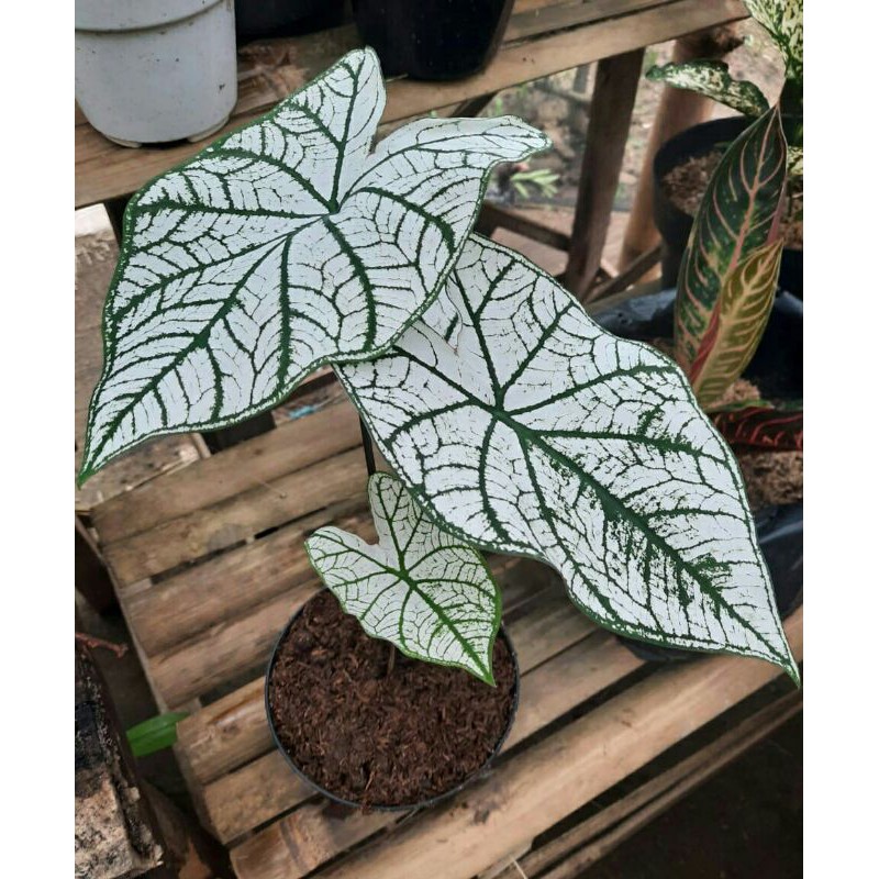 Harga Bunga Keladi Putih Tisu Terbaru Juni 2021 Biggo Indonesia