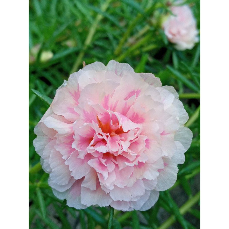 KROKOT IMPORT NAMPETH