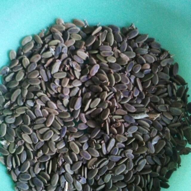 Benih sengon laut