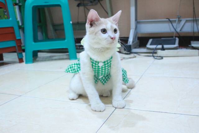 Dress kotak-kotak hijau lucu untuk kucing dan anjing / baju kucing murah size S M L XL