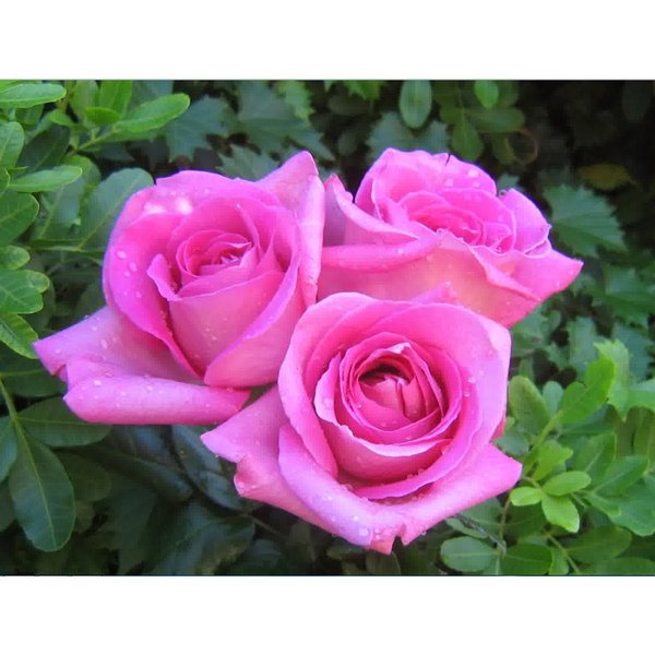 Mawar Holland Pink di kurangi media