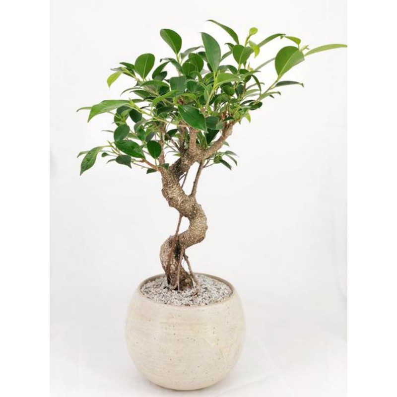 Jual Pohon Beringin Kimeng Banyan Tree Bahan Bonsai Perindang Cutting ...