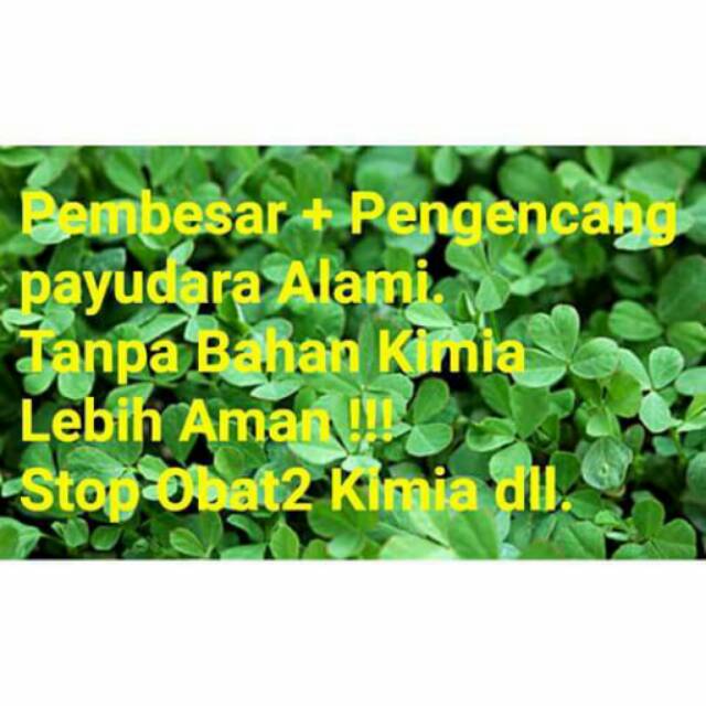 Biji Benih Bibit / Tanaman Fenugreek /pembesar payudara alami / Asi