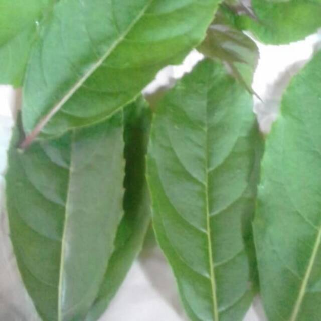 

Jual Daun srigunggu / senggugu / pinggir tosek 1 kg