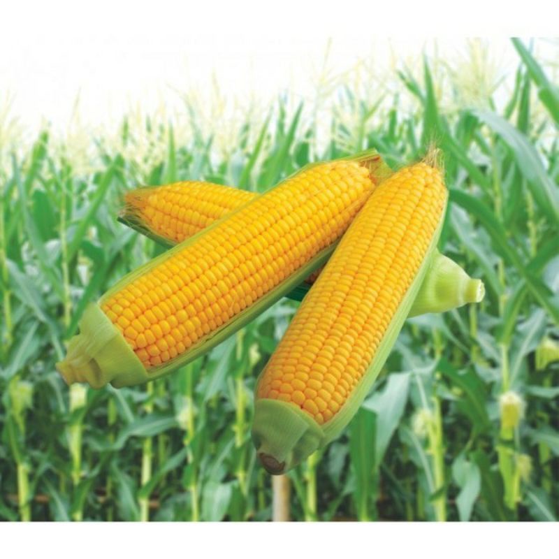 BENIH JAGUNG UNGGUL BIBIT JAGUNG FAVORIT BENIH JAGUNG TERUNGGUL TERLARIS