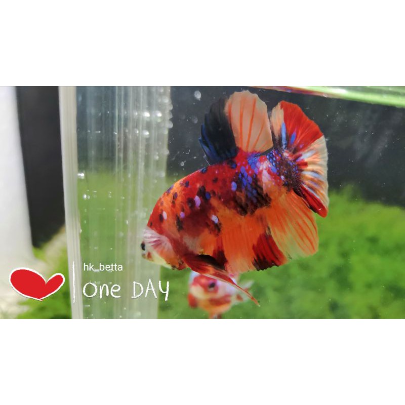 cupang nemo galaxy nemoxy real picture (indukan)