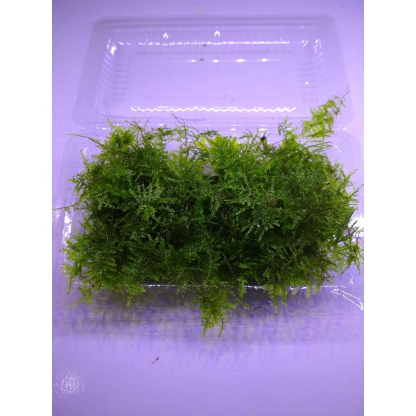 Moss mini christmas permika tanaman aquascape