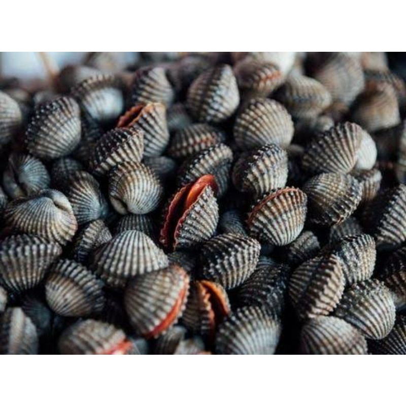 

Kerang Dara Segar 500gram