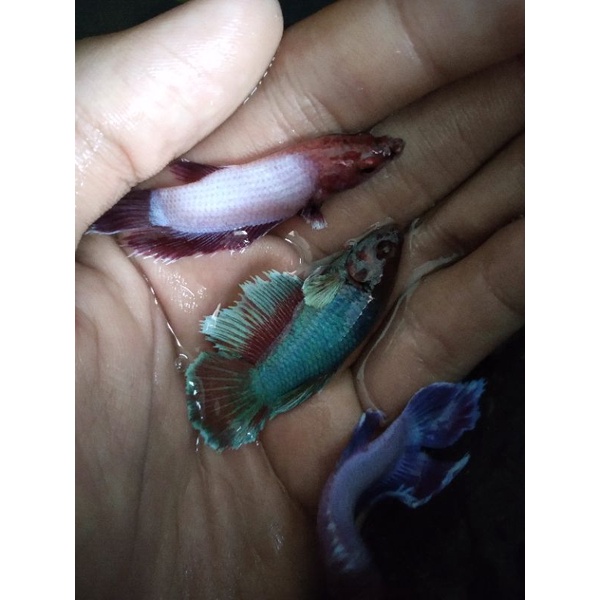 

female big ear 100% real pic langsung siap breed