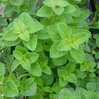 Benih Bibit Biji - Oregano Greek Herb Seeds - IMPORT