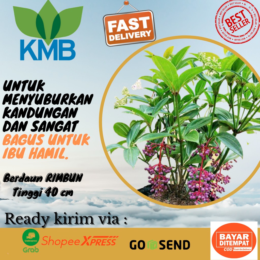 Tanaman Obat Parijoto/ bIbit tanaman herbal parijoto