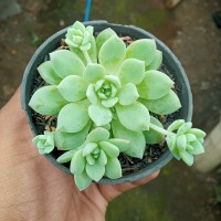 sukulen / echeveria prolifica