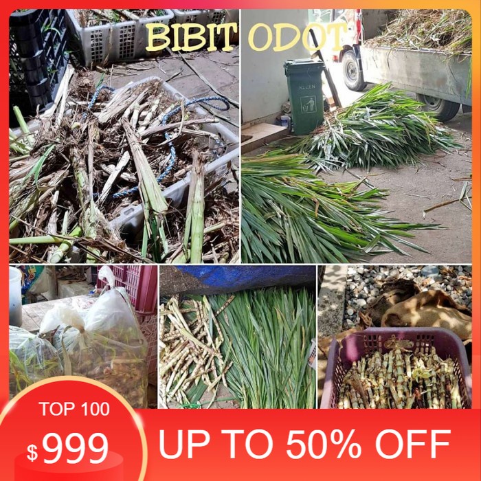 paket isi5kg bibit rumput odot /bibit odot pakan ternak sapi kambing