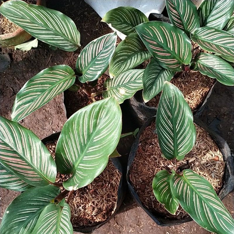 calathea ornata pink
